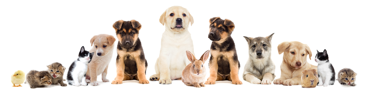 puppies, kittens, rabbits, guinea pigs at Filey vets