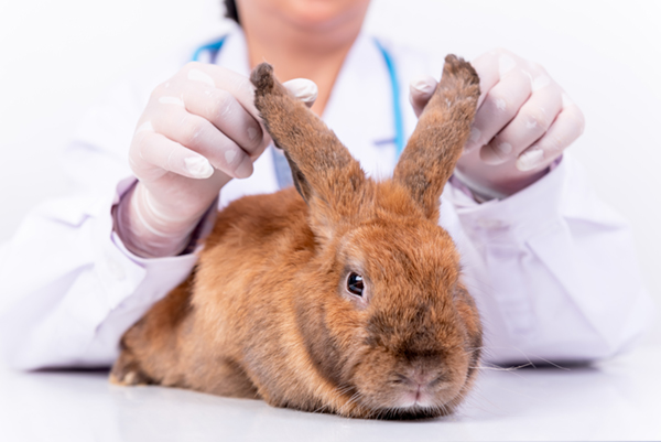 rabbit healthcheck at the vets